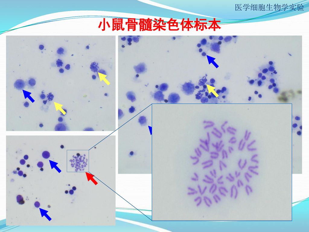 医学细胞生物学实验 小鼠骨髓细胞染色体标本的制备与观察 徐志浩